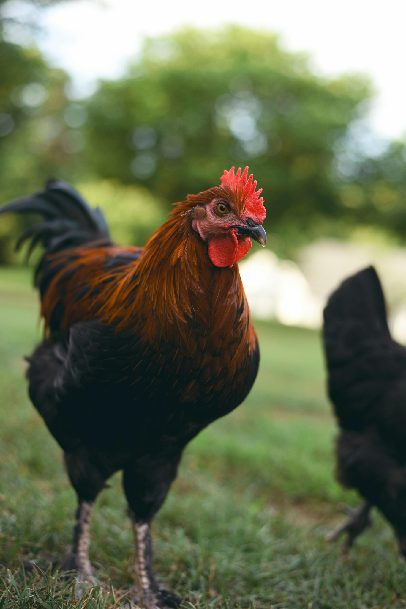 A rooster standing on grass.