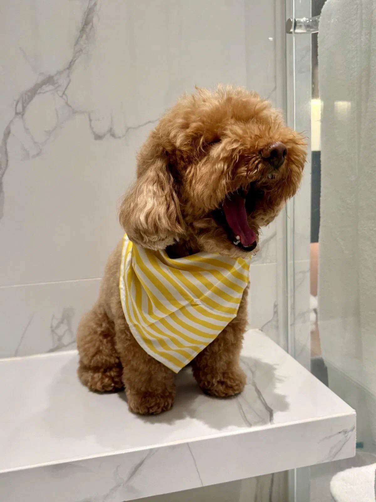 Being A Dog Is Difficult