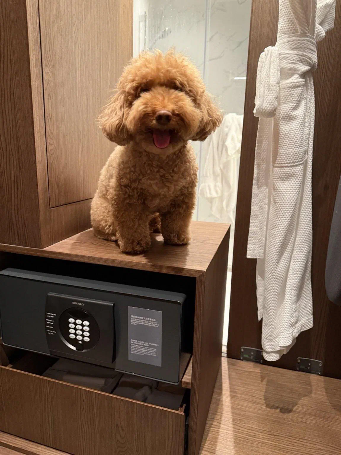 Kyle The Dog Greets You!